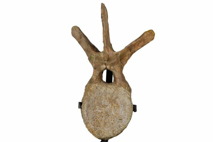 Hadrosaur (Edmontosaur) Dorsal Vertebra - Montana #129425